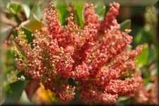 Bloemen